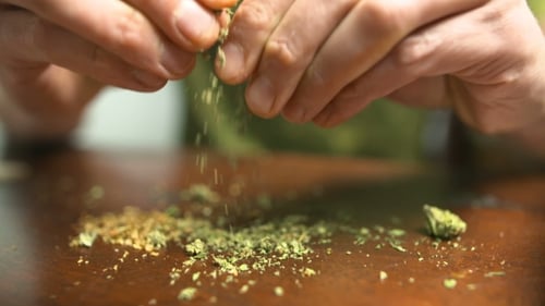 Hands Breaking Apart Small Green Buds on Table