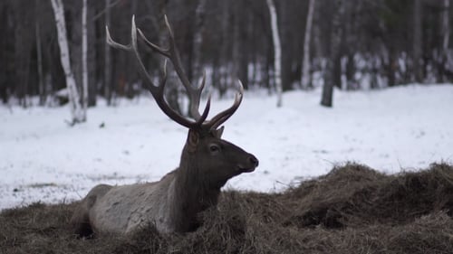 Majestic Deer Resting in Snowy Winter Forest