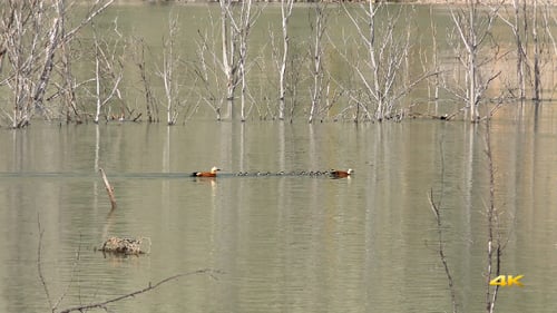 Ruddy Shelduck Enten und Cubs