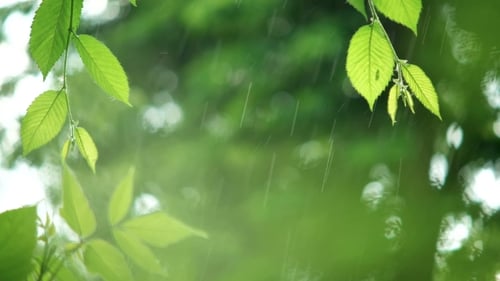 Green Leaves in Rainy Weather