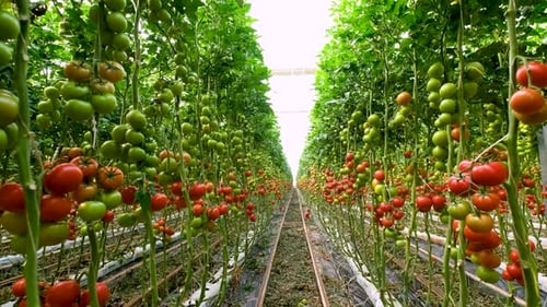 Tomato Plants Growing in Large Greenhouse