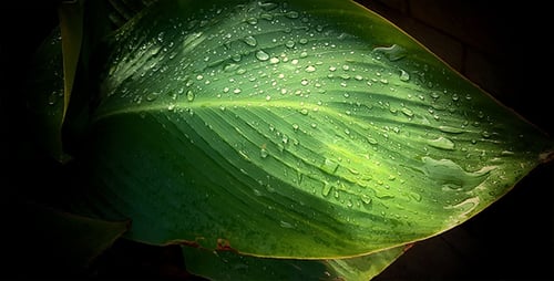 Regentropfen auf grünem Blatt