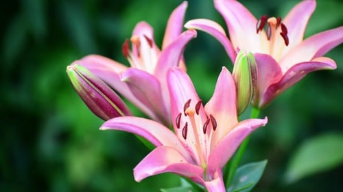 Beautiful Cluster of Pink Lilies Blooming in Sunlight