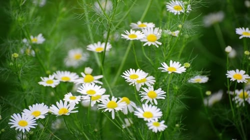 Field of White Daisies in the Sunlight