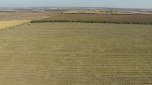Endless Fields After the Harvest Wheat Crop. Aerial View