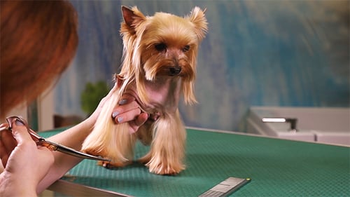 Yorkshire Terrier Grooming at Pet Salon