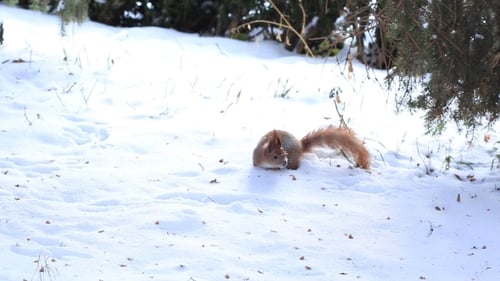 Little Squirrel Running on Snow in Winter Forest