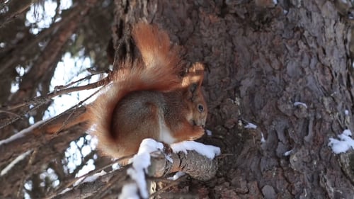 Red Squirrel on Pine Branch Eating Nuts in Winter