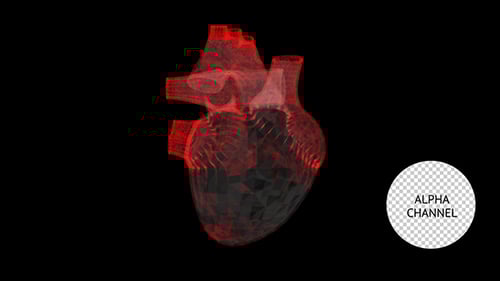 Futuristic Digital Human Heart Rotating and Pulsing Medical Animation