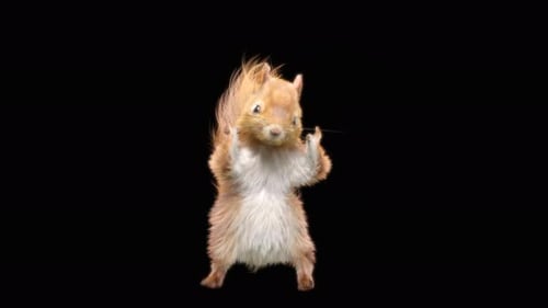 Squirrel