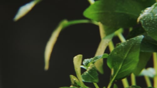 Close-Up of Fresh Green Basil Leaves