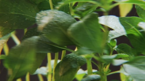Water Droplets Nourish Green Plant Leaves