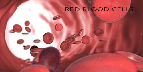 3D Animation of Red Blood Cells Circulating in a Blood Vessel