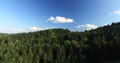 Flying Over the Pine Forest on a Hilltop. Aerial View