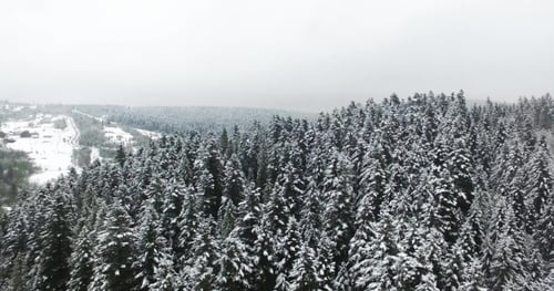 Aerial View. Winter Forest in Mountains
