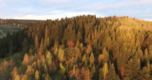 Sunset Over the Forest. Aerial View