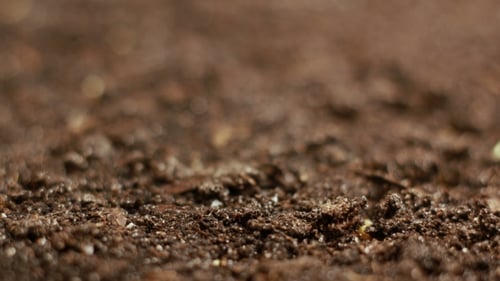 Growing Plants