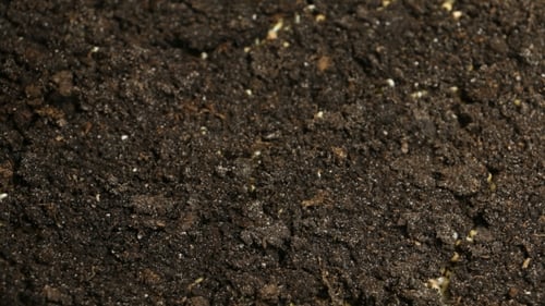 Growing Plants