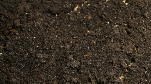 Tiny Green Plants Growing in Dark Rich Soil