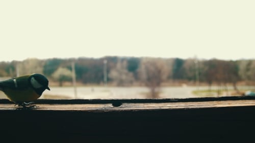 Bird Titmouse Eats Bread on a Wooden Window Sill