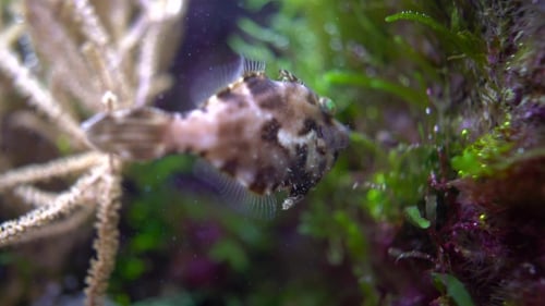 Tropical Fish Shallow Depth of Field