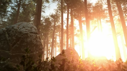 Sunrays Shining Through the Trees