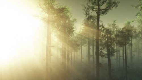 Sunrays Shining Through the Trees