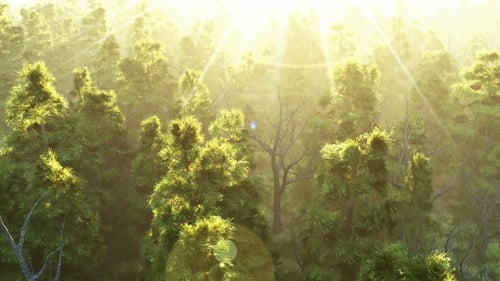 Green Forest at Sunset