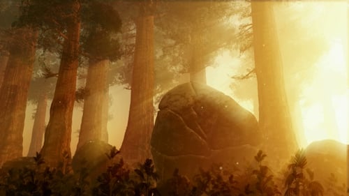 Sunrays Shining Through the Trees