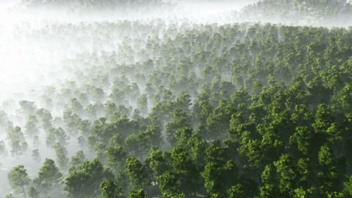 Aerial Flyover of a Serene Misty Forest
