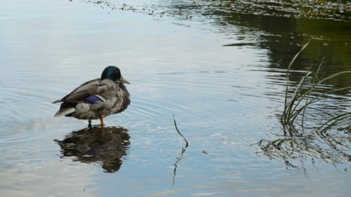 Pato macho sentado en el agua