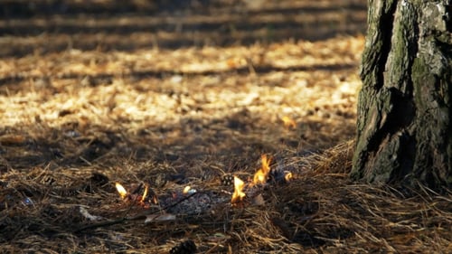 Fire in a Pine Forest
