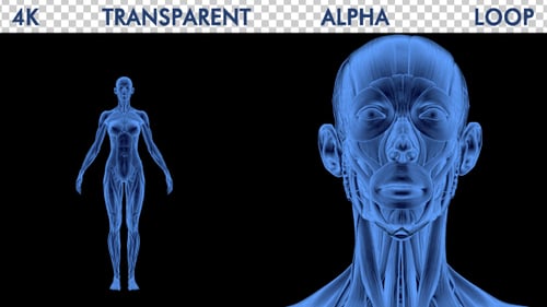3D Female Muscular System Rotating Anatomy Model Loop
