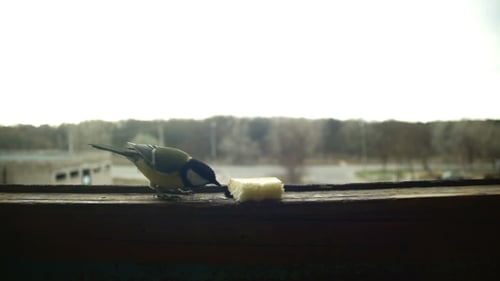 Bird Titmouse Eats Bread on a Wooden Window Sill