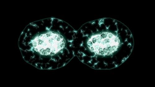 Microscopic View of Cell Mitosis