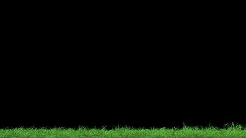 Gras 2