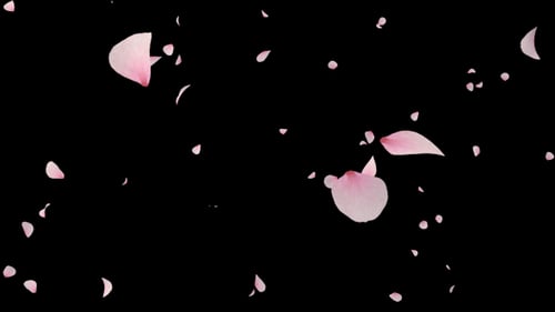 Kirschblüte fallend 1