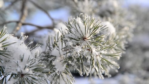 Snow Covered Pine Branches in Winter Nature