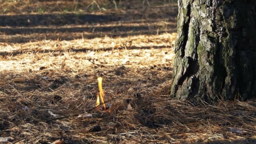 Fire in a Pine Forest