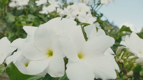 Weiße tropische Blumen, frisch an sonnigen Tagen
