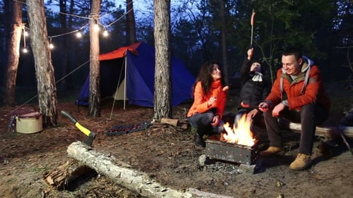 Camping and Tent Under the Pine Forest