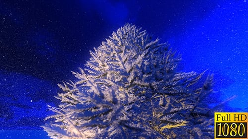 Abeto invierno iluminado