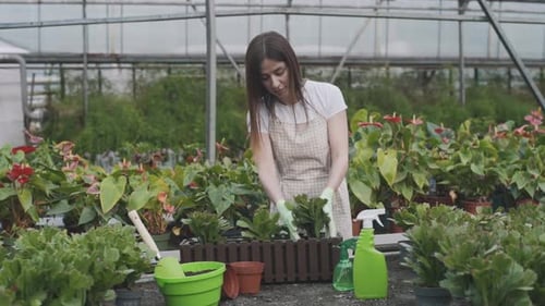 Woman Gardening in Greenhouse Placing Plants in Planter