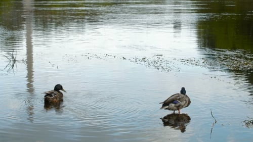 Two Wild Ducks Swimming in the River