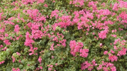 Bush Bougainvillea Flowers in Vietnam Outdoors.