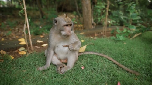 Zoo in Bali. Monkey Sitting on the Grass and Looking for Something To Bite. She Finds a Nut