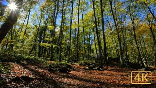 Spaziergang entlang der Buchenfelder im Frühherbst