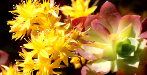 Spring Flower