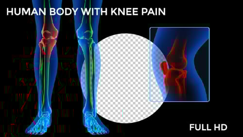 3D Human Leg Anatomy Rotation with Knee Joint Highlight