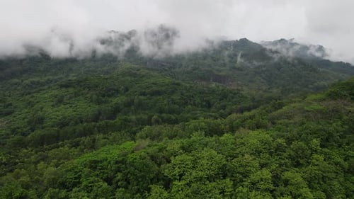 Aerial drone view of mist tropical rainforest in valley, Indonesia.